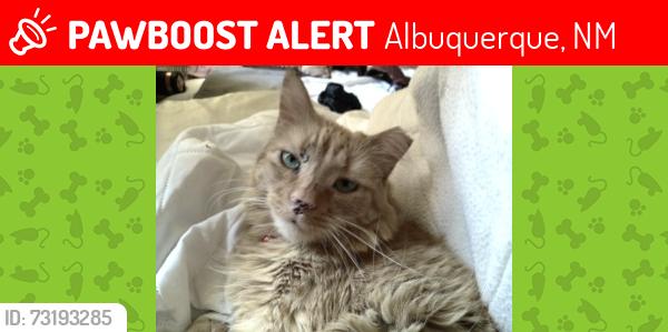 Lost Male Cat last seen William St SE, Albuquerque, NM 87102