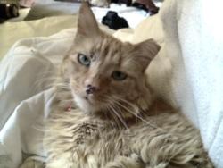 Lost Male Cat last seen William St SE, Albuquerque, NM 87102