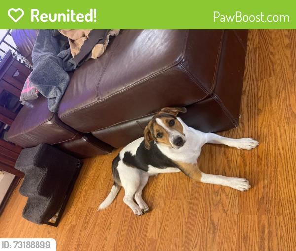Reunited Female Dog last seen Laurel oaks adventist school, Hamden, CT 06514