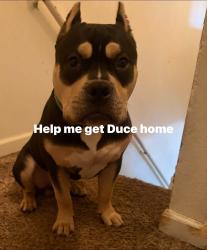 Reunited Male Dog last seen Near 29th St, Denver, CO 80205, USA, Denver, CO 80205