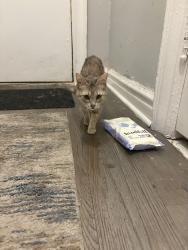 Reunited Unknown Cat last seen Burnside ave, The Bronx, NY 10453