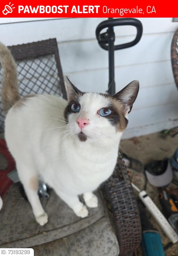 Lost Male Cat last seen Oak and Kenneth, Orangevale, CA 95662