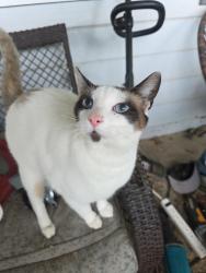 Lost Male Cat last seen Oak and Kenneth, Orangevale, CA 95662