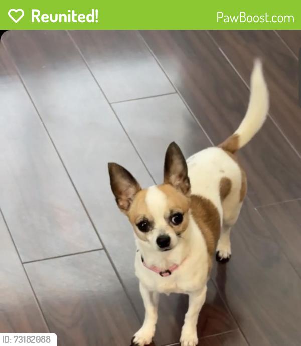 Reunited Female Dog last seen Woodall way / Dochester, Fort Worth, TX 76134