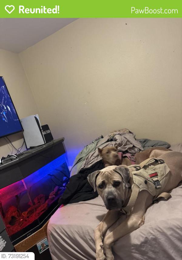 Reunited Unknown Dog last seen goldfield and deer springs, North Las Vegas, NV 89084
