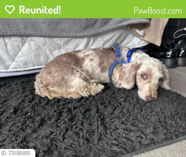 Reunited Male Dog last seen Hook Creek and 250 Street, Queens, NY 11422