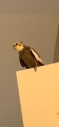 Lost Male Bird last seen Fleethaven ln Houston Texas, Houston, TX 77084