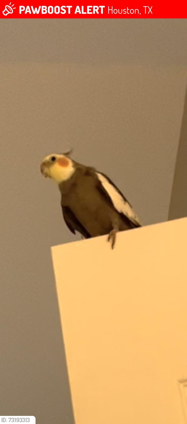 Lost Male Bird last seen Fleethaven ln Houston Texas, Houston, TX 77084