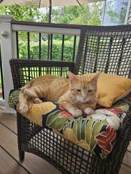 Reunited Male Cat last seen Keating and Eola, Aurora, IL 60503