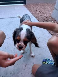Found/Stray Male Dog last seen Chatham place, El Paso County, TX 79928