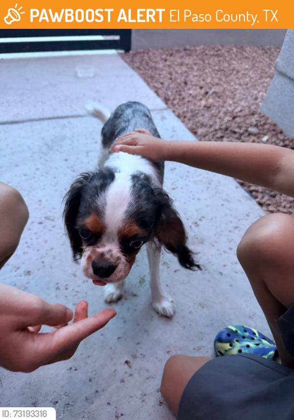 Found/Stray Male Dog last seen Chatham place, El Paso County, TX 79928