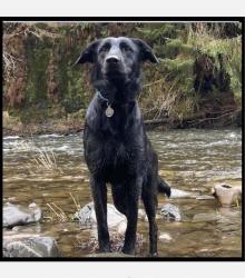 Lost Male Dog last seen NE Retford Ave, Hillsboro, Hillsboro, OR 97124