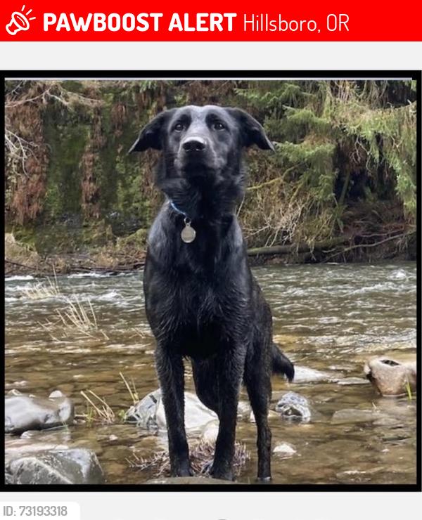 Lost Male Dog last seen NE Retford Ave, Hillsboro, Hillsboro, OR 97124