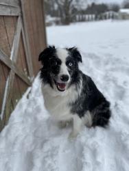 Reunited Male Dog last seen Frank and Huckleberry, North Canton, OH 44720