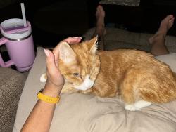 Reunited Male Cat last seen Near cypress court, Trafford, PA 15085