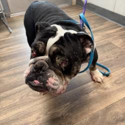 Shelter Stray Male Dog last seen Near 60th Street, San Diego, CA, 92115, 5500 Gaines St, San Diego, CA 92110, USA