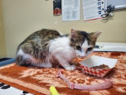 Shelter Stray Male Cat last seen Near Mesa Drive, Oceanside, CA, 92054, Oceanside, CA 92058, USA
