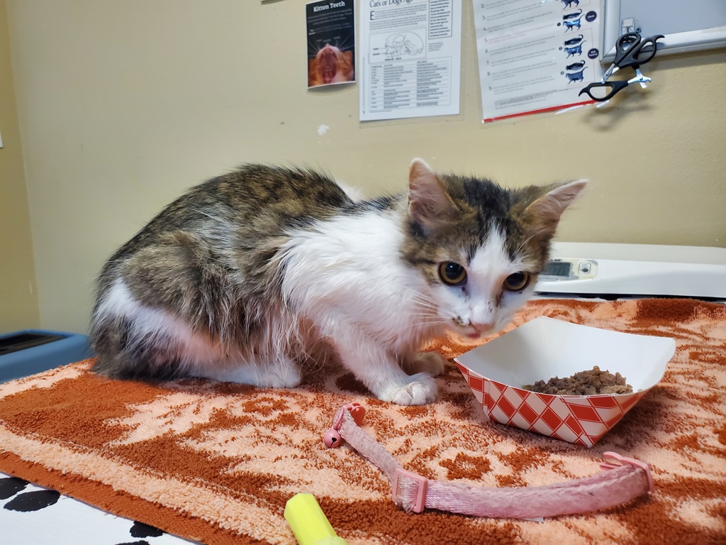Shelter Stray Male Cat last seen Near Mesa Drive, Oceanside, CA, 92054, Oceanside, CA 92058, USA