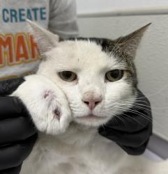 Shelter Stray Male Cat last seen Near Orange Avenue, El Cajon, CA, 92020, 5500 Gaines St, San Diego, CA 92110, USA