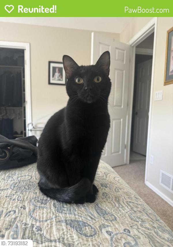 Reunited Female Cat last seen Bear Creek Blvd & Morrison Rd, Lakewood, CO 80228