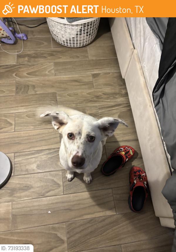 Found/Stray Female Dog last seen Near swiftwater ln, Houston, TX 77075