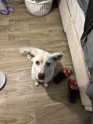 Found/Stray Female Dog last seen Near swiftwater ln, Houston, TX 77075
