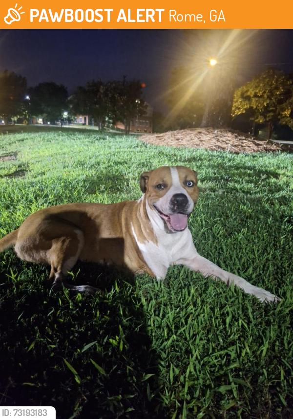 Found/Stray Male Dog last seen Advent hosp, Rome, GA 30165