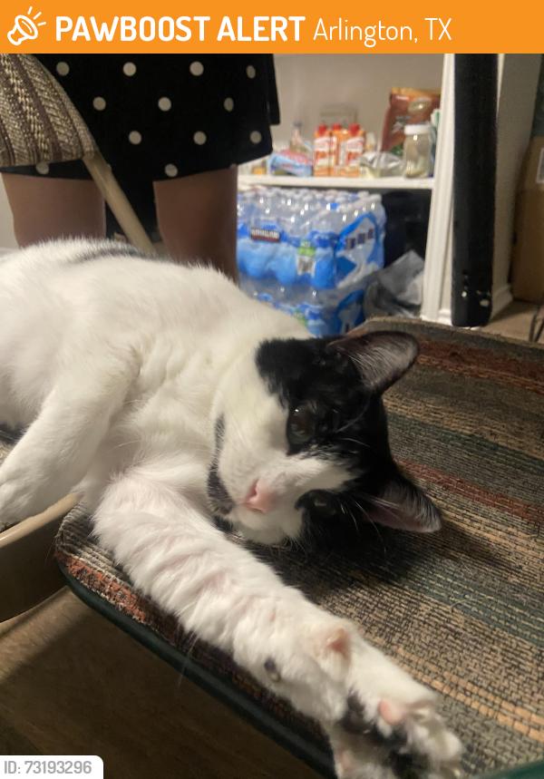 Found/Stray Unknown Cat last seen Autumwood apmt complex, Arlington, TX 76014