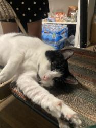 Found/Stray Unknown Cat last seen Autumwood apmt complex, Arlington, TX 76014