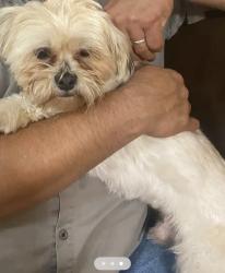 Lost Male Dog last seen Uvalda st, Aurora, CO 80011
