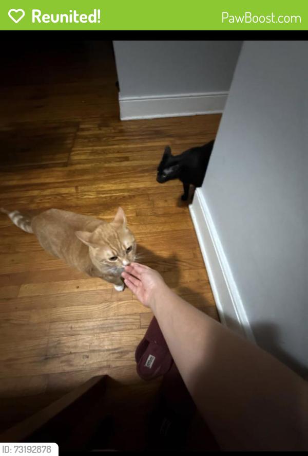 Reunited Male Cat last seen Quinnford blvd north chesterfield, Bellwood, VA 23237