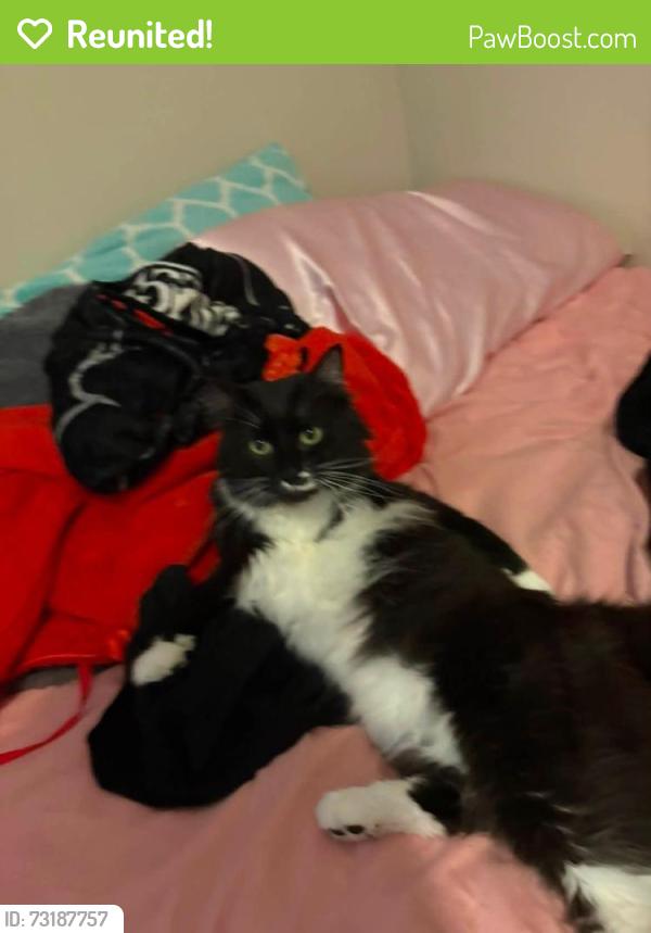 Reunited Male Cat last seen uncle Abe’s chicken & deli off of tuxedo ave and state rd, Parma, OH 44109