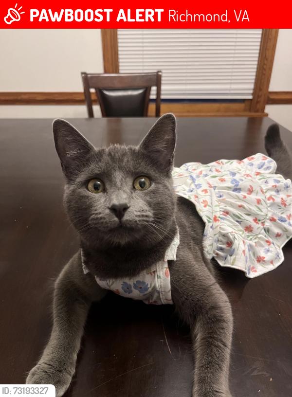 Lost Female Cat last seen Castleton Road Richmond Virginia, Richmond, VA 23225