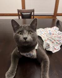 Lost Female Cat last seen Castleton Road Richmond Virginia, Richmond, VA 23225