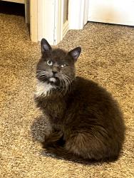 Reunited Male Cat last seen Kipling and belview, Littleton, CO 80123