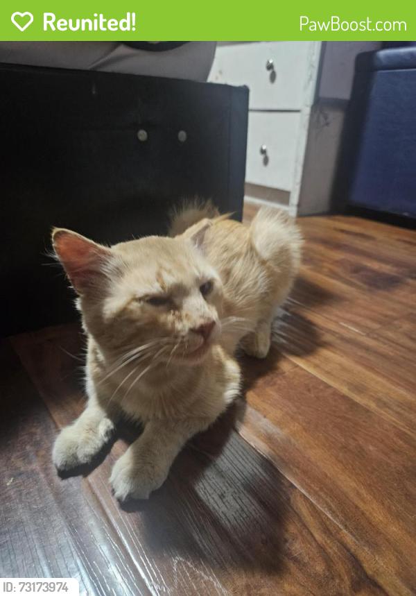 Reunited Male Cat last seen South State College, Anaheim, CA 92806