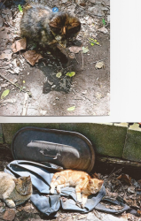 Lost Female Cat last seen Kazimier Ave off E71st,, Cleveland, OH 44105