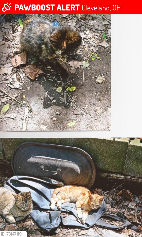 Lost Female Cat last seen Kazimier Ave off E71st,, Cleveland, OH 44105