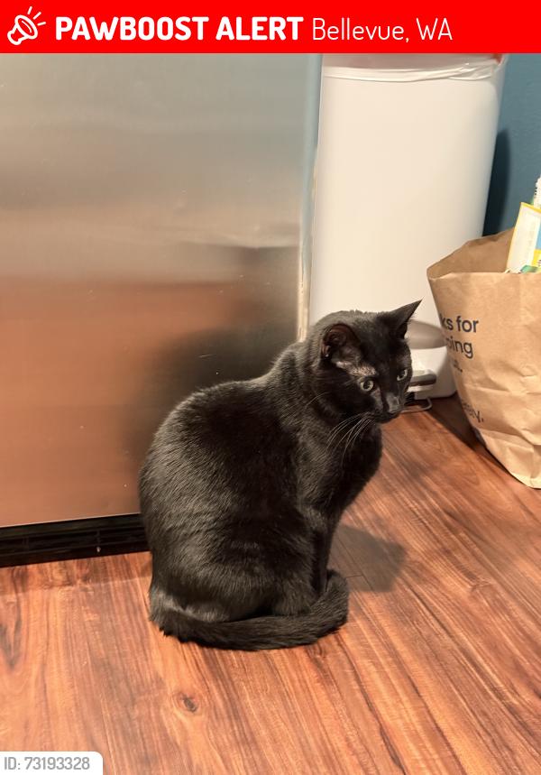 Lost Male Cat last seen SE 46th Way & 150th Ave SE, Bellevue, WA 98006