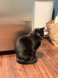 Lost Male Cat last seen SE 46th Way & 150th Ave SE, Bellevue, WA 98006