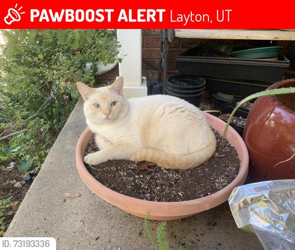 Lost Male Cat last seen In-between Gentile and Antelope, Layton, UT 84040