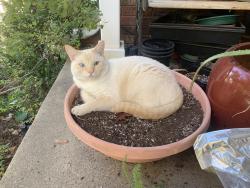 Lost Male Cat last seen In-between Gentile and Antelope, Layton, UT 84040