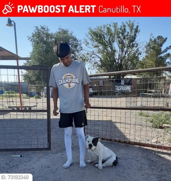 Lost Female Dog last seen Bosque and canutillo union, Canutillo, TX 79835