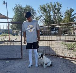 Lost Female Dog last seen Bosque and canutillo union, Canutillo, TX 79835