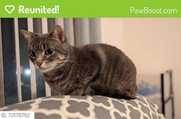 Reunited Female Cat last seen North East side of Cropsey Ave and Bay 8th St, Brooklyn, NY 11228