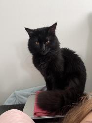 Lost Male Cat last seen Near London groveport road, Grove City, OH 43123