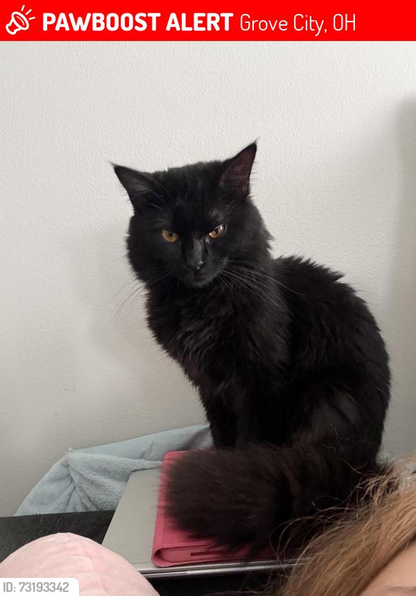 Lost Male Cat last seen Near London groveport road, Grove City, OH 43123