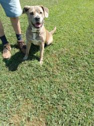 Reunited Female Dog last seen Near River Siloam Rd Dobson NC, Dobson, NC 27017