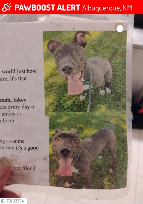Lost Female Dog last seen Morris and canelaria, Albuquerque, NM 87112