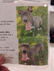 Lost Female Dog last seen Morris and canelaria, Albuquerque, NM 87112